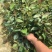 油茶苗杯苗10~29cm实生苗大量供应