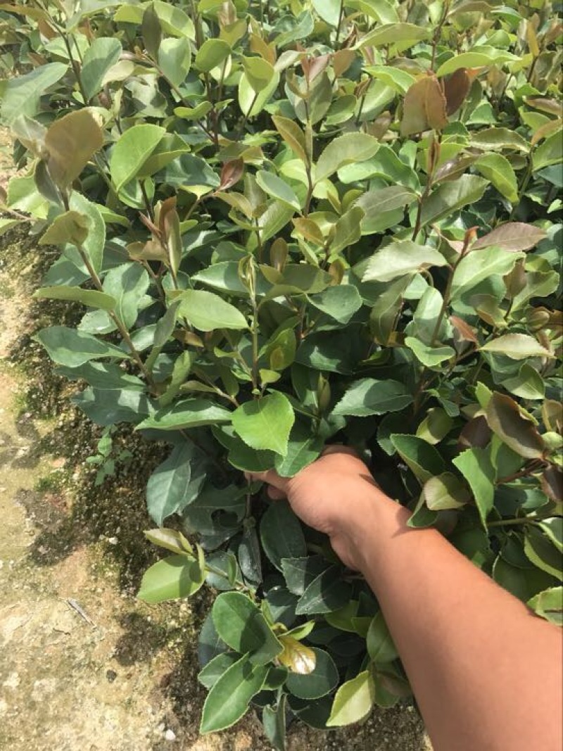 油茶苗杯苗10~29cm实生苗大量供应