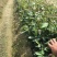 油茶苗杯苗10~29cm实生苗大量供应