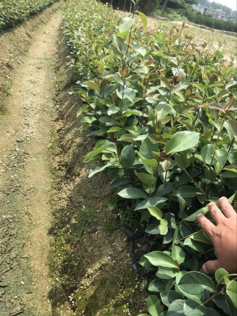 油茶苗杯苗10~29cm实生苗大量供应