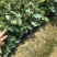 油茶苗杯苗10~29cm实生苗大量供应