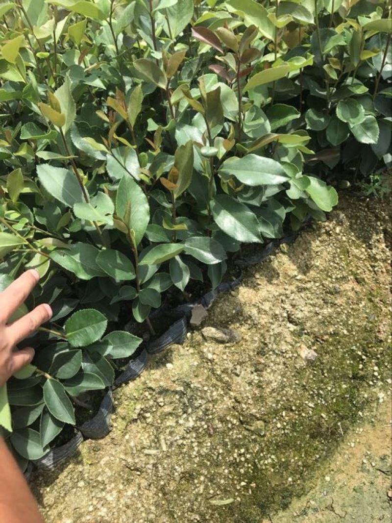 油茶苗杯苗10~29cm实生苗大量供应