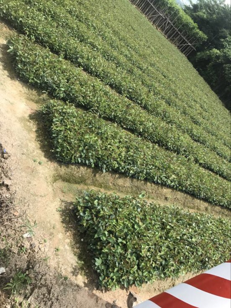 油茶苗杯苗10~29cm实生苗大量供应