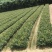 油茶苗杯苗10~29cm实生苗大量供应
