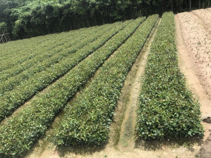 油茶苗杯苗10~29cm实生苗大量供应