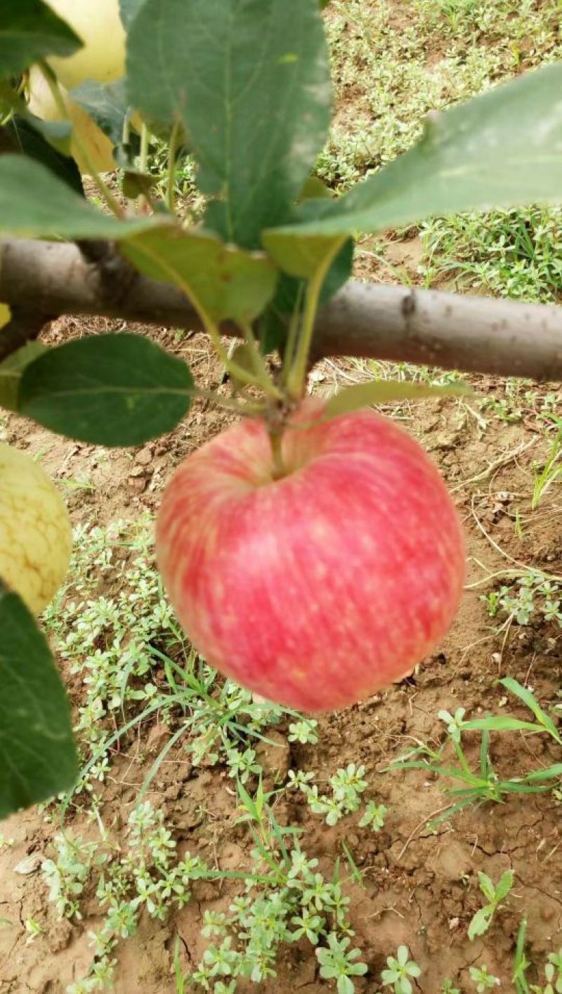 2018陕西秦阳苹果