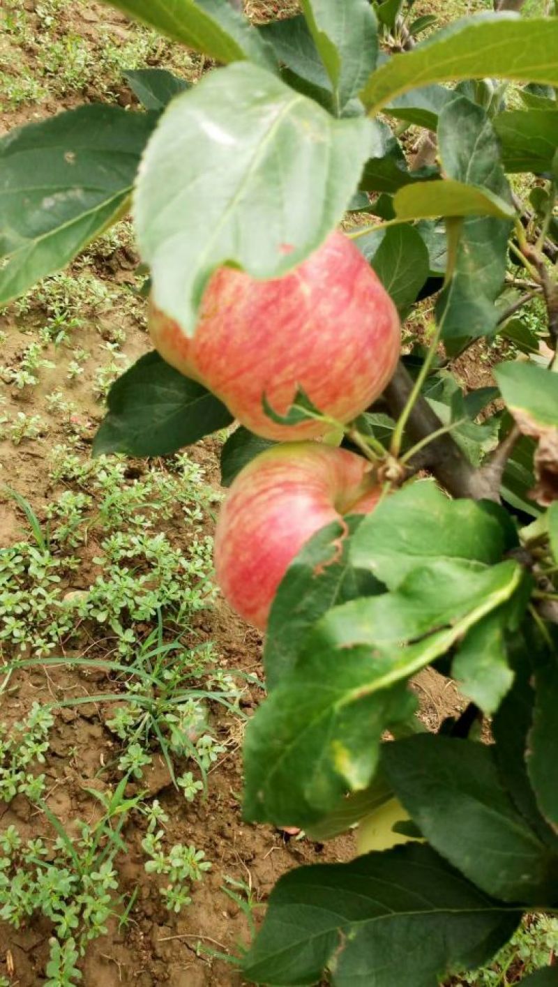 2018陕西秦阳苹果