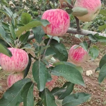 2018陕西秦阳苹果