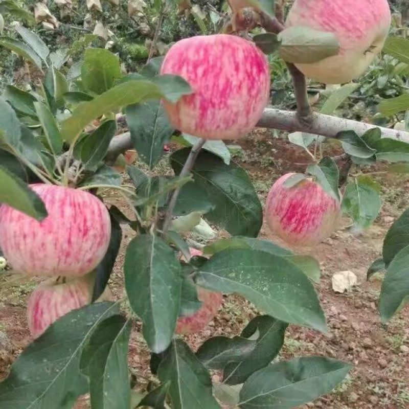2018陕西秦阳苹果