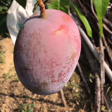 攀枝花凯特芒精品果白袋