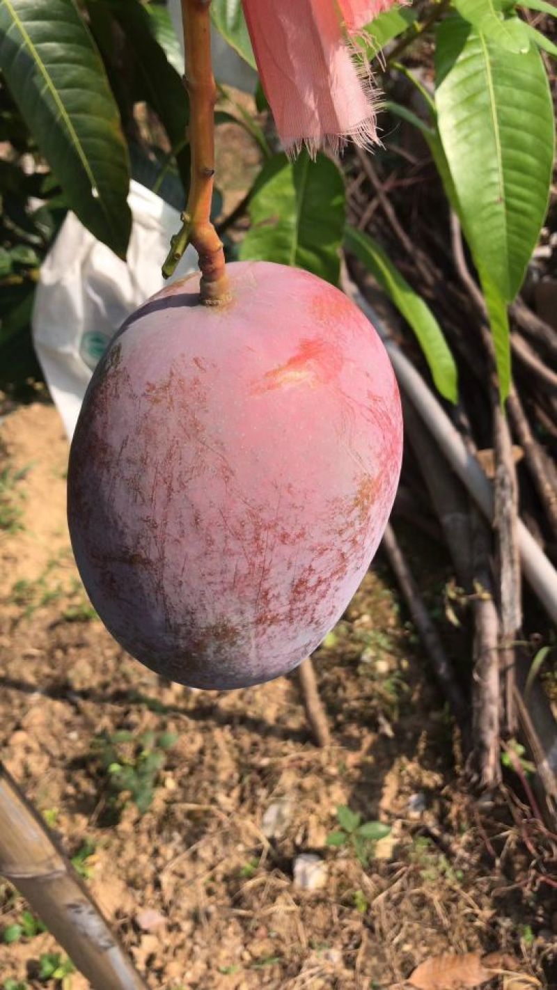 攀枝花凯特芒精品果白袋