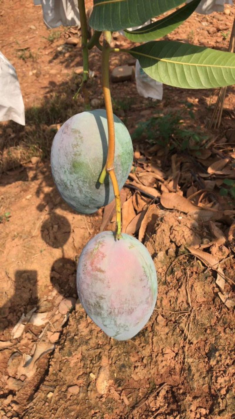 攀枝花凯特芒精品果白袋