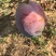 攀枝花凯特芒精品果白袋