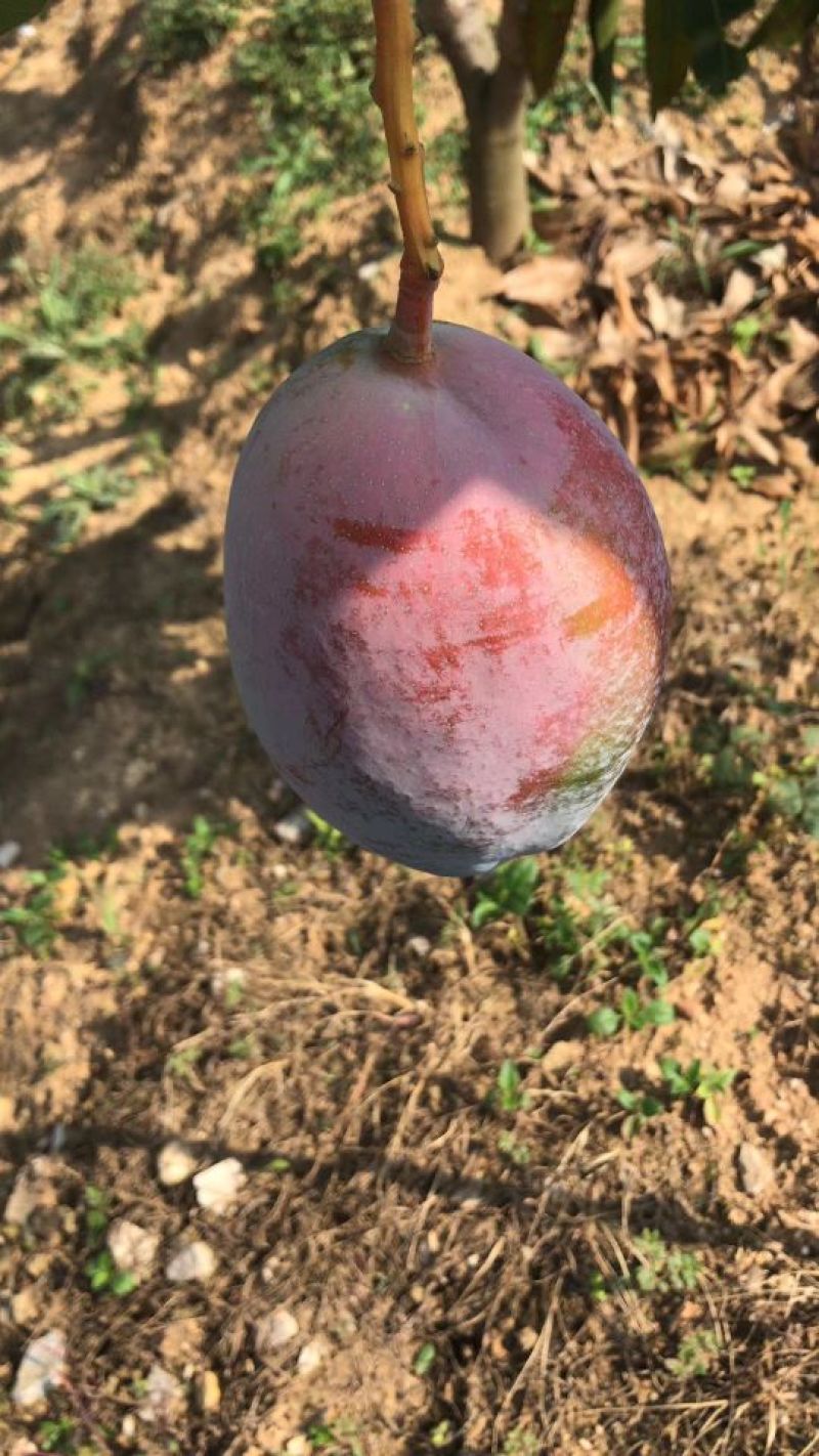 攀枝花凯特芒精品果白袋
