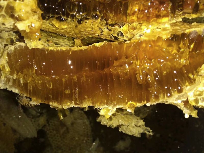 纯野生蜂蜜，各种大小灌装