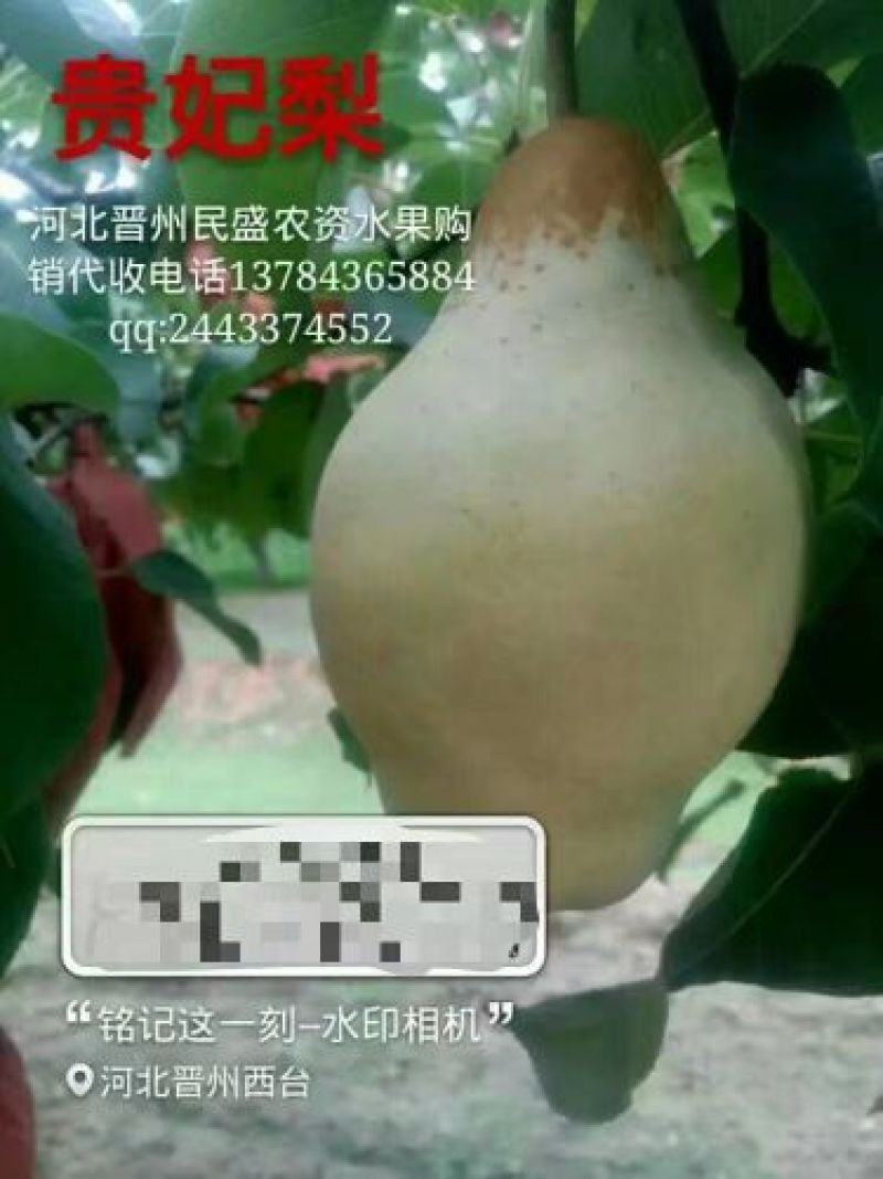 贵妃梨