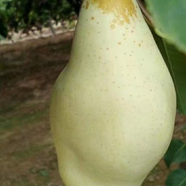贵妃梨