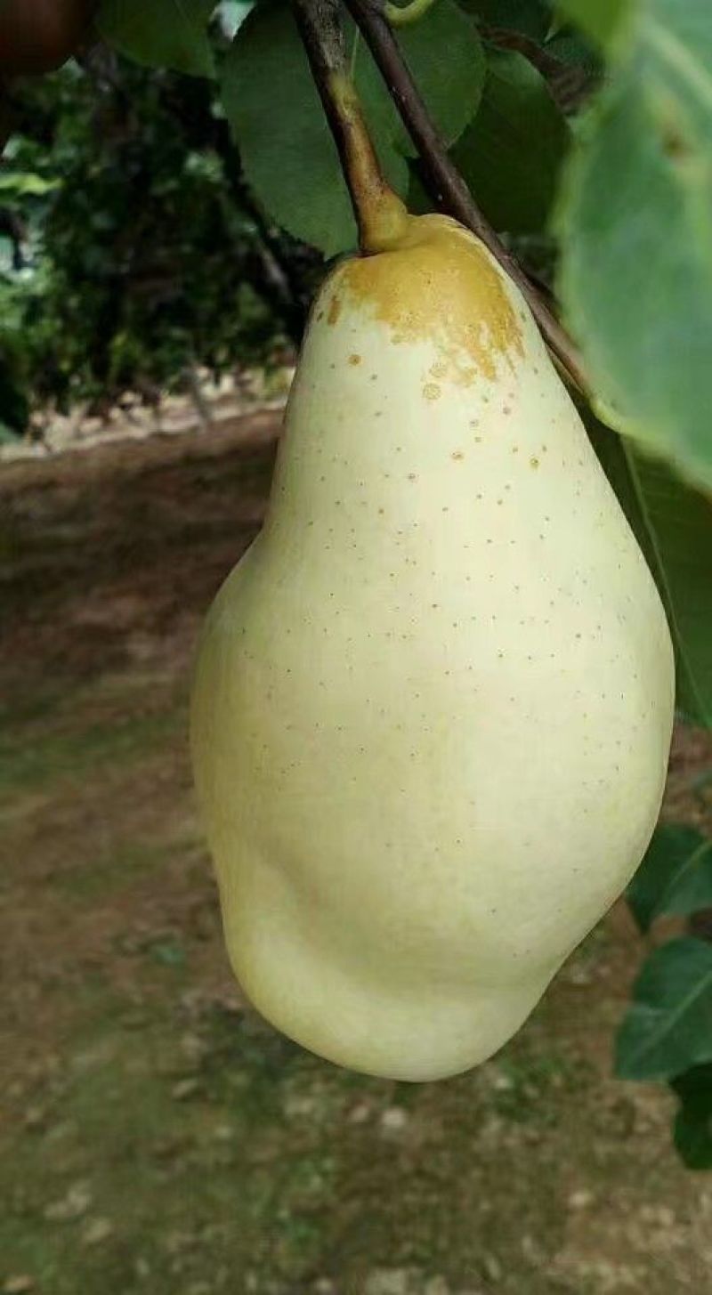 贵妃梨
