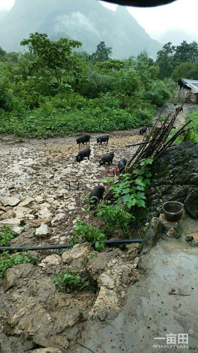环江香猪公