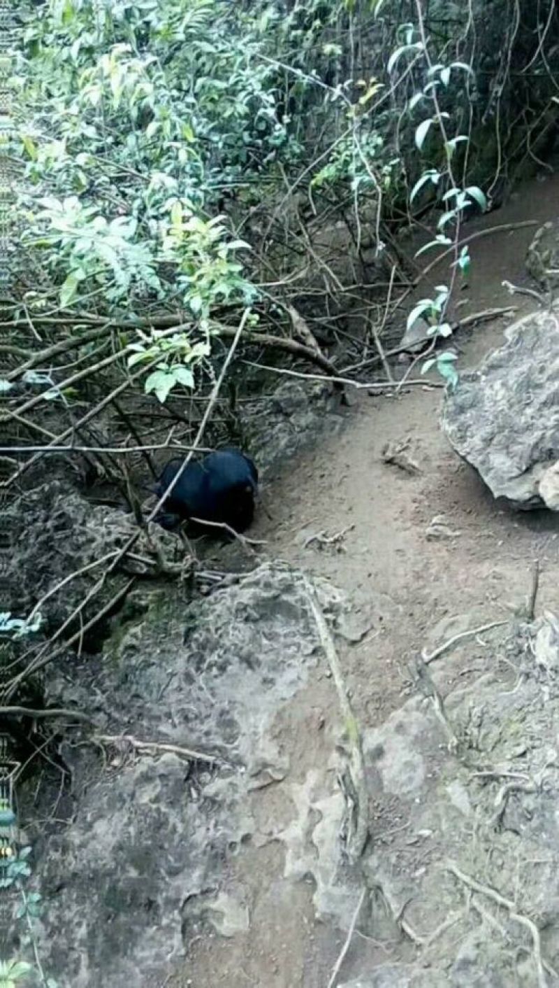 环江香猪公