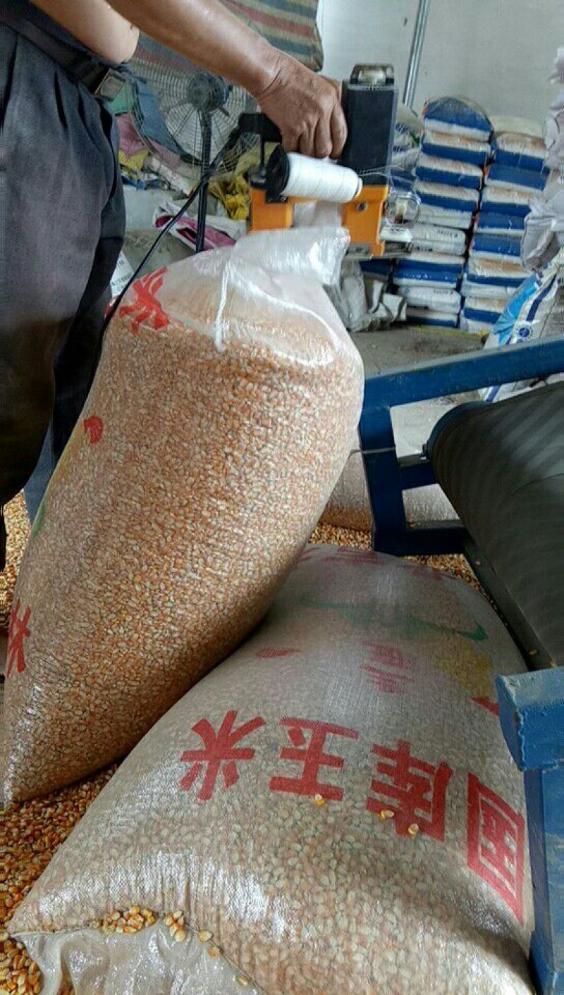 黄玉米水份14%左右
