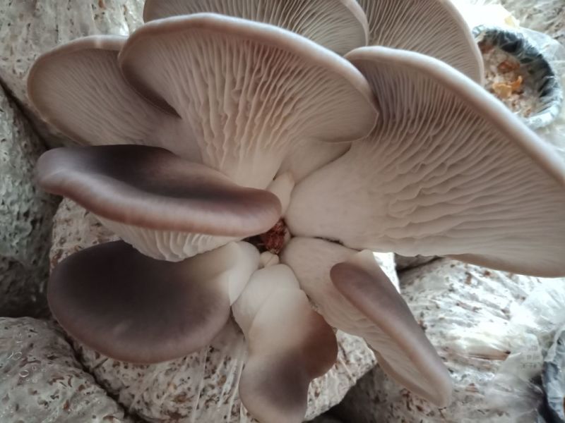 批发各类食用菌菌包