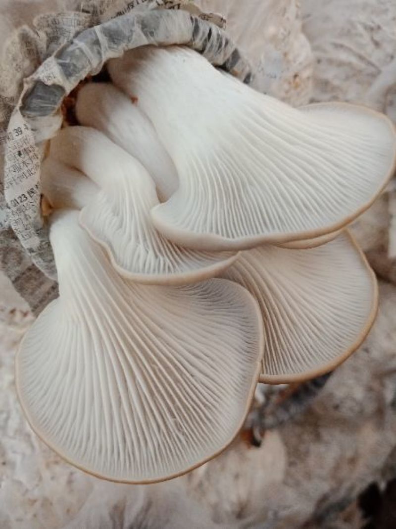 批发各类食用菌菌包