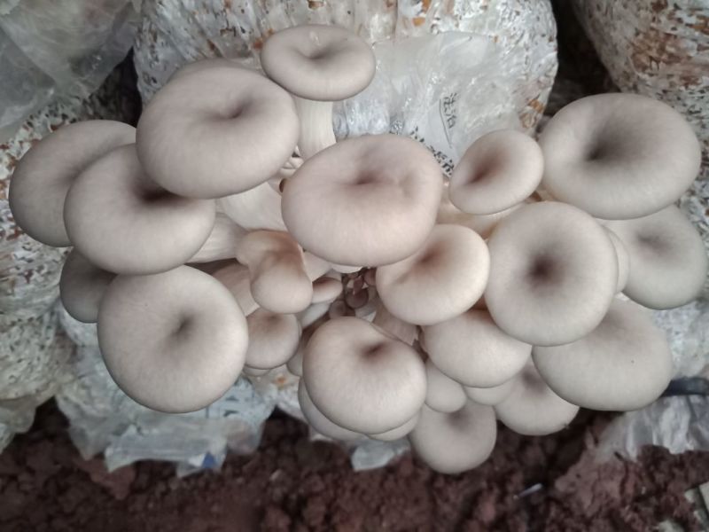 批发各类食用菌菌包