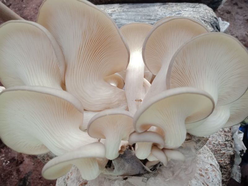 批发各类食用菌菌包