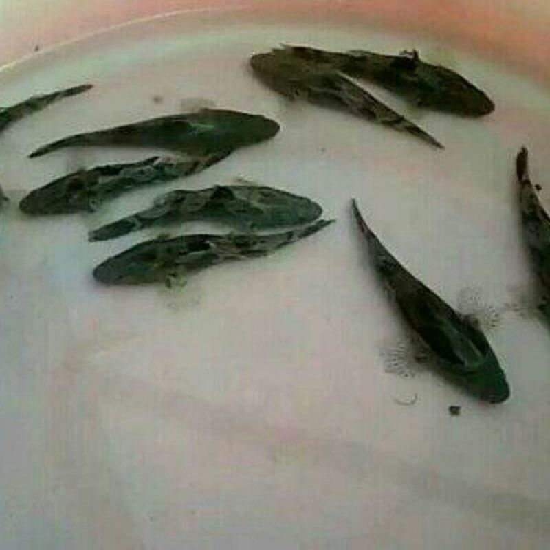 笋壳鱼苗泰国笋壳鱼苗纯种泰国笋壳苗杂交笋壳苗