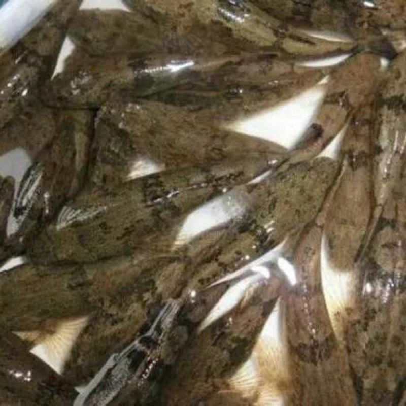 笋壳鱼苗泰国笋壳鱼苗纯种泰国笋壳苗杂交笋壳苗