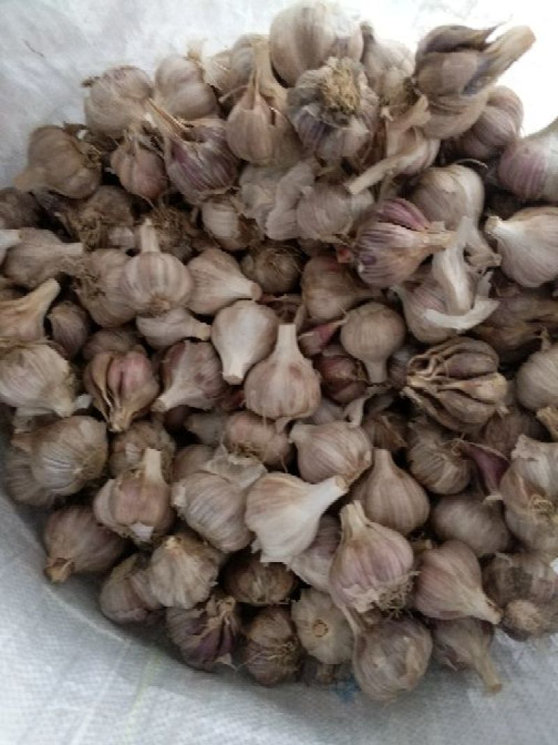 红皮大蒜