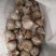 红皮大蒜