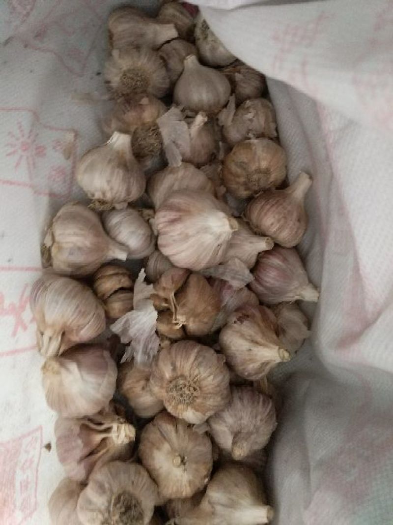 红皮大蒜