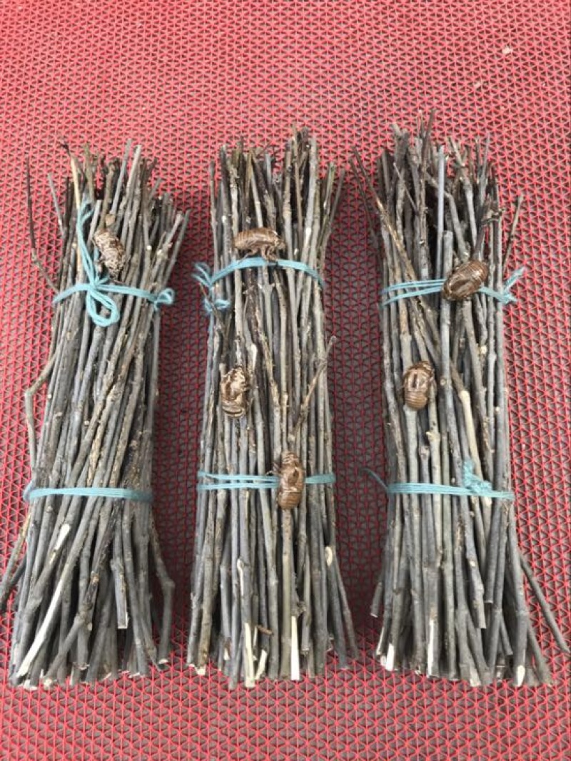金蝉种苗白蜡条卵枝