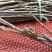 金蝉种苗白蜡条卵枝