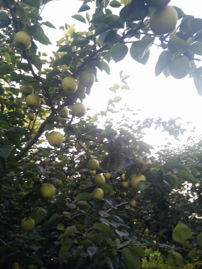 黄冠梨，光果，半斤以上