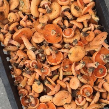 松树菌特级