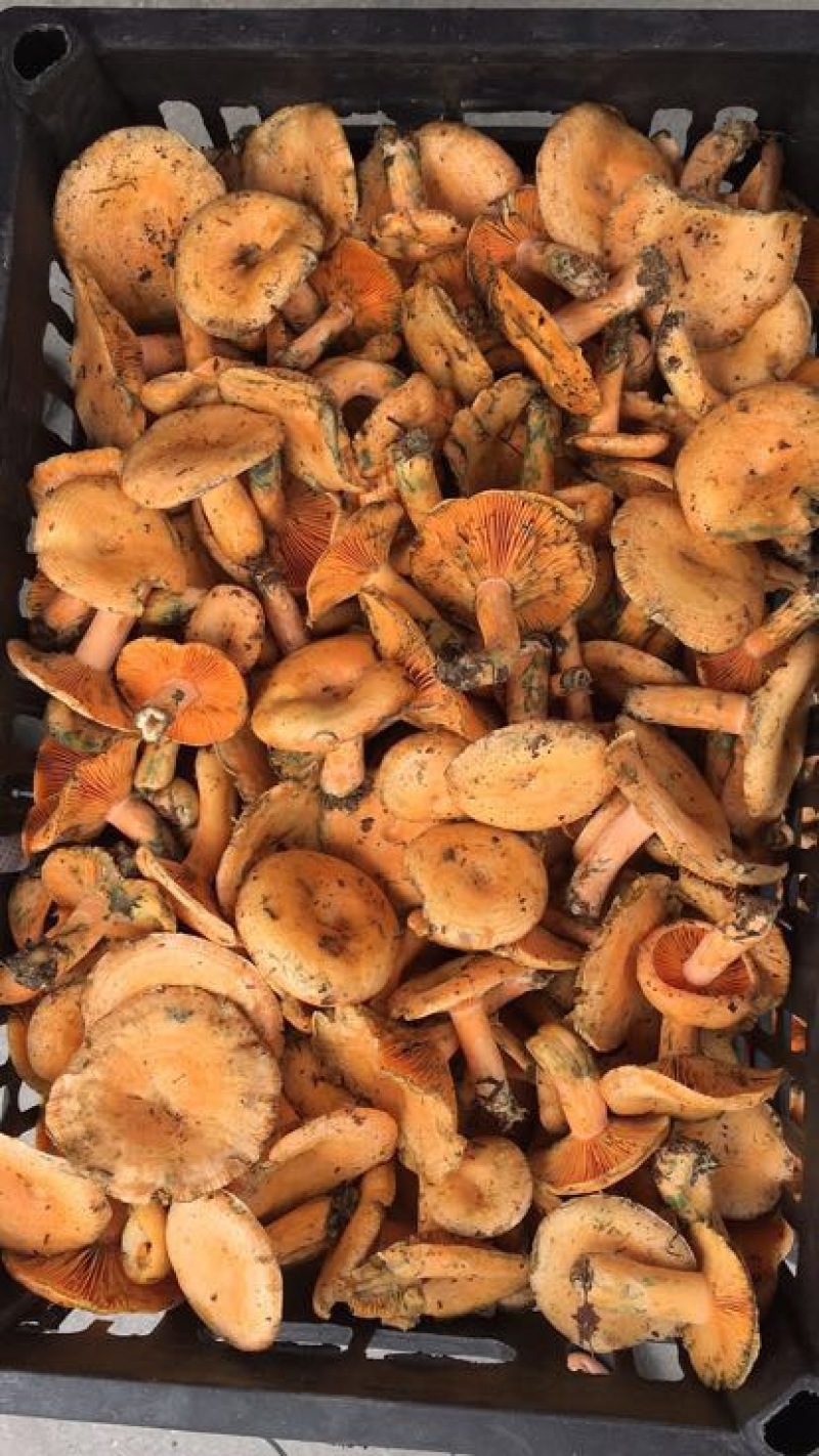松树菌特级