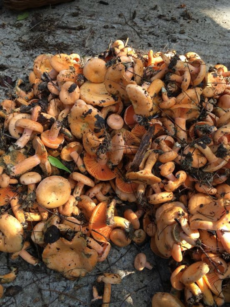 野生菌特级