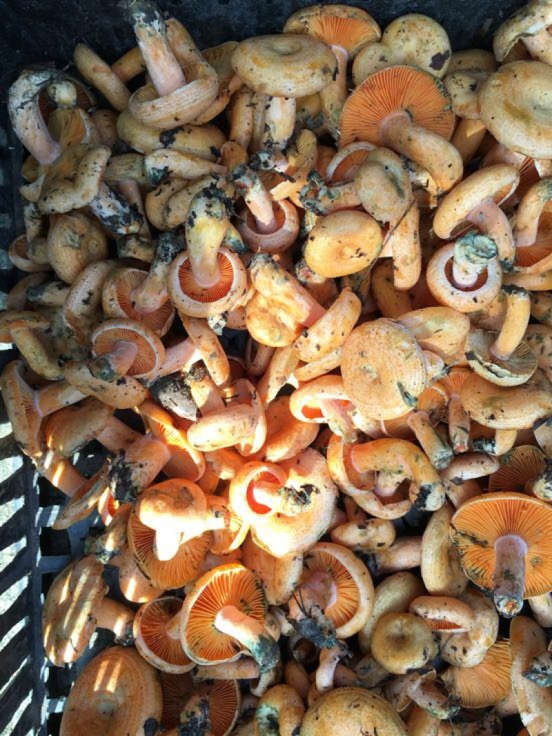 野生菌特级