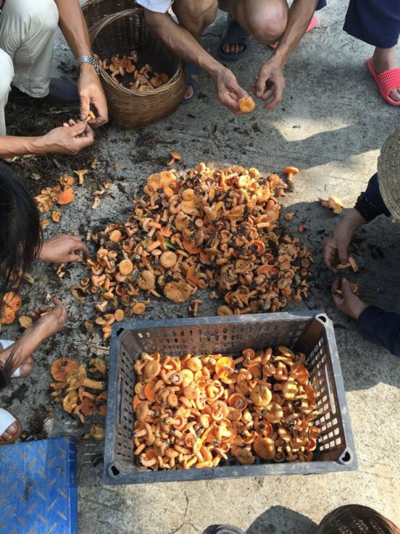 野生菌特级