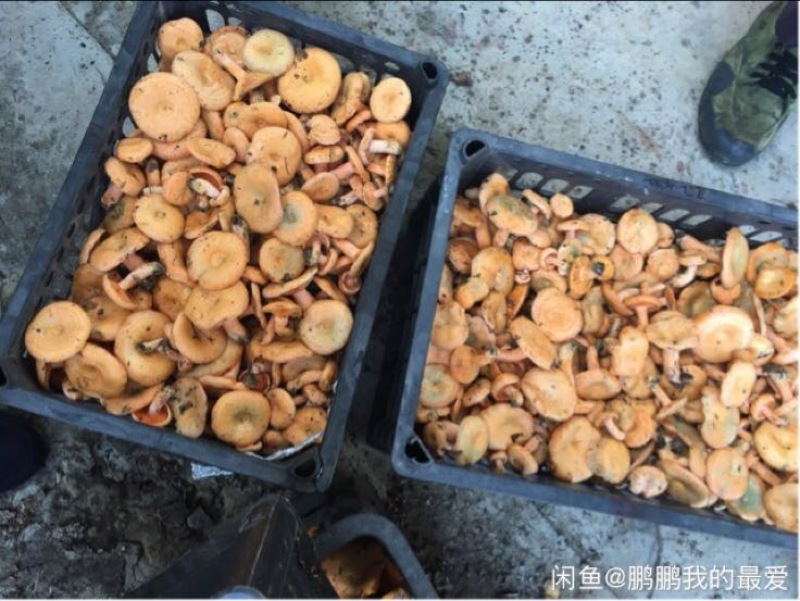 野生菌特级