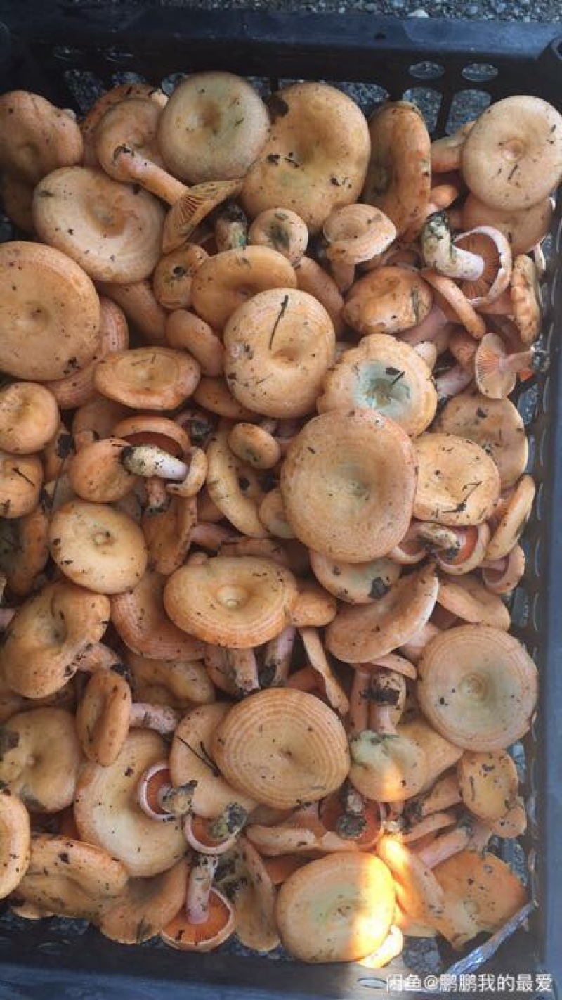 野生菌特级
