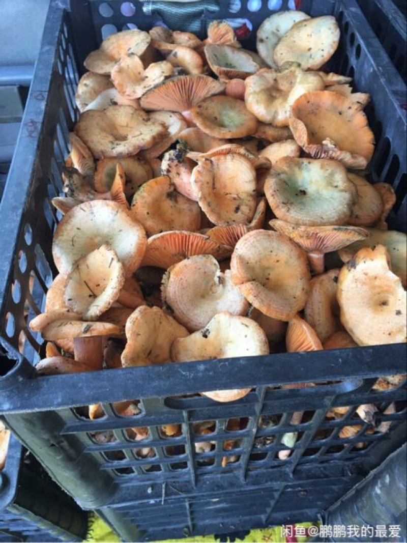 野生菌特级
