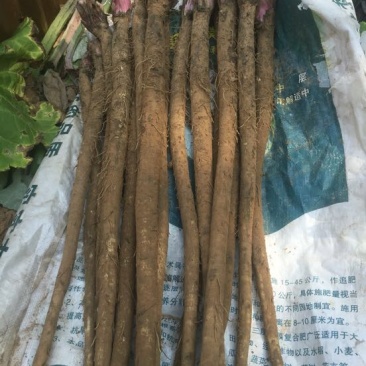 牛蒡净货