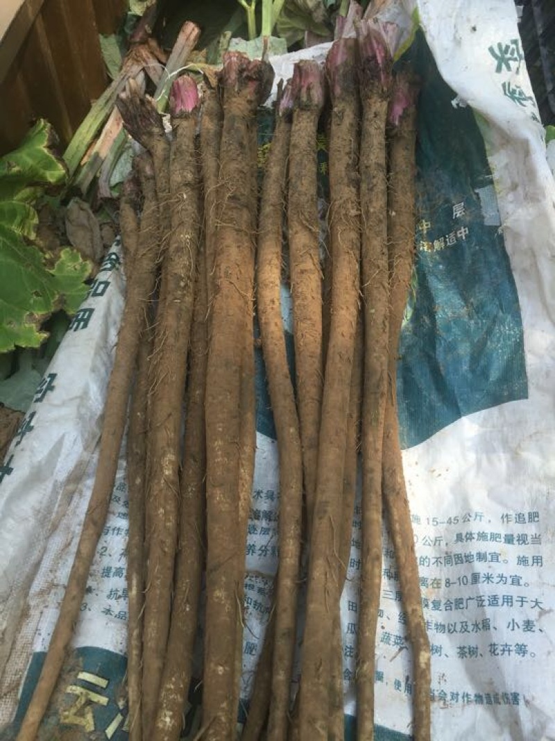牛蒡净货