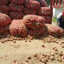 吉林毛葱，红葱头，珠葱，产地直发，提供场地加工存