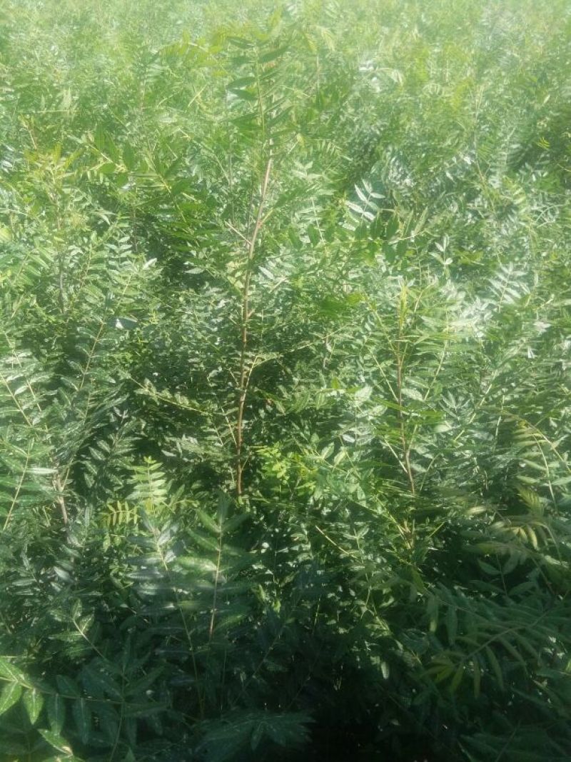 出售百万文冠果一年生苗