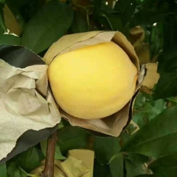 黄桃树苗